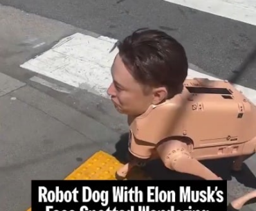 Robot dog with Elon Musk's face wandering the streets.