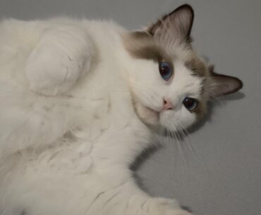Hero cat saves owner as PC starts burning from NVIDIA RTX 4090 meltdown