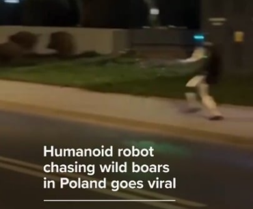 Humanoid robot chasing away wild Boars in the city of Warsaw, Poland
