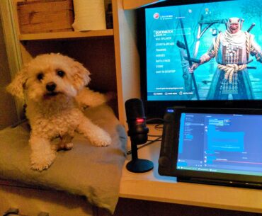 How My Dog Chills With Me When I'm Gaming