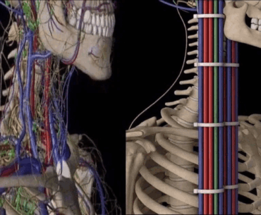 The human circulatory system, before and after proper cable management