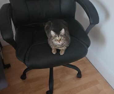 Cat spilt water on PSU.