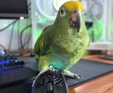 My human’s SteelSeries Aerox 5 Wireless keeps dying mid-Warzone and I am tired of hearing him scream
