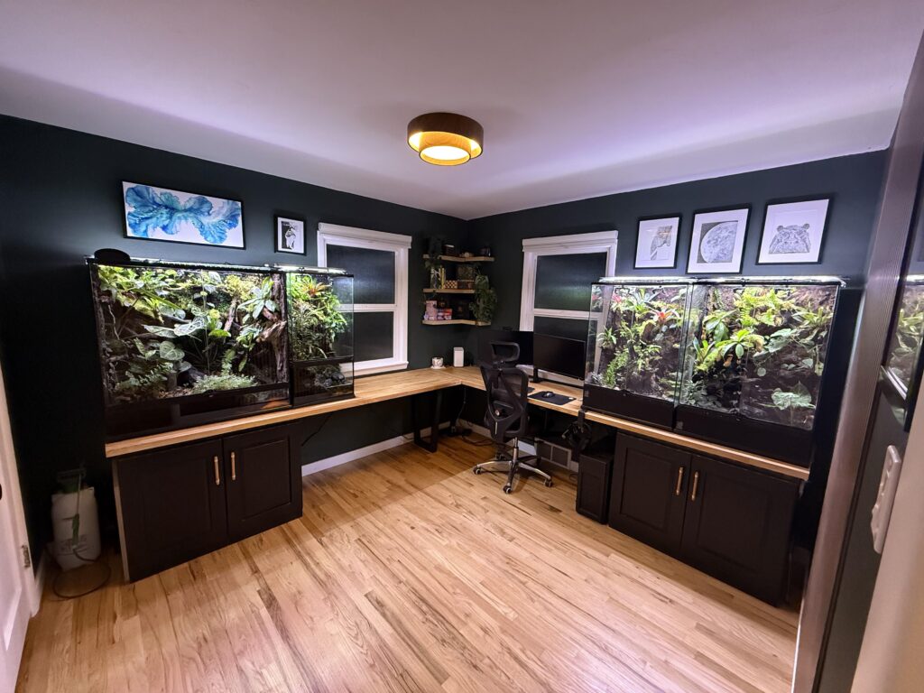 Last year I renovated my offfice to incorporate my terrariums and computer station