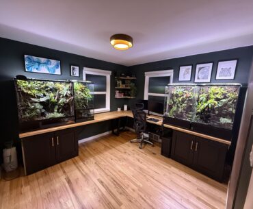 Last year I renovated my offfice to incorporate my terrariums and computer station