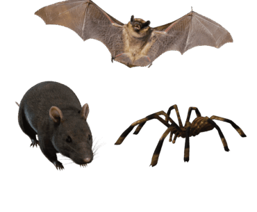 The "We don't need to be a threat to the player but be mildly annoying" video game enemy trio