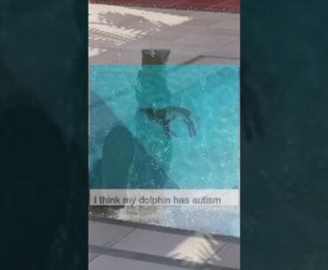 My dolphin is kinda dumb #cs2 #fps #gaming