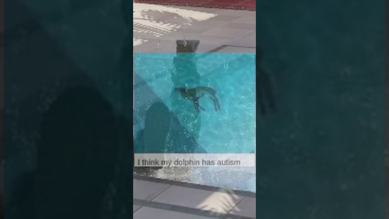 My dolphin is kinda dumb #cs2 #fps #gaming My dolphin is kinda dumb #cs2 #fps #gaming