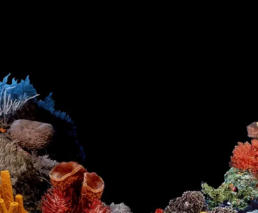 Windows 98 Underwater Screensaver