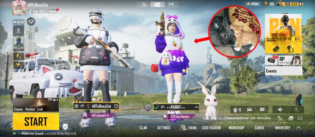 BusyCat x Rabbit 🐇🐈