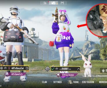 BusyCat x Rabbit 🐇🐈
