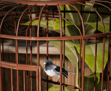 What does this rondo birds do?