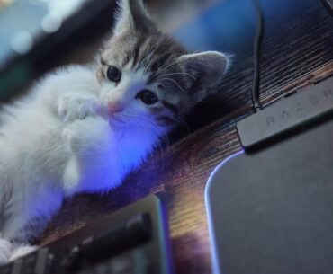 Shadow adds all fps. Just based on cuteness alone.