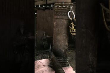 What’s your favorite Bow Loadout ? Comment down below. #huntshowdown #gaming #fps