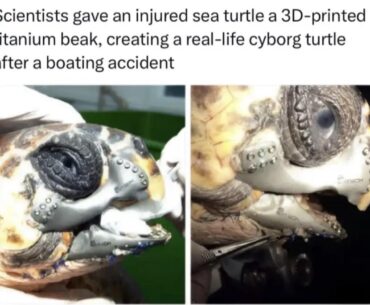 Goddamn that snail got chromed up