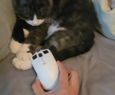 My cat unboxed a knife