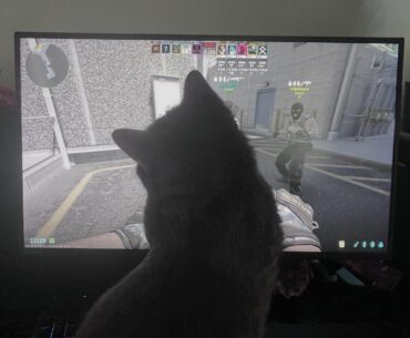 My cat likes watching cs2