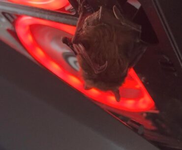 Do you guys prefer your PC with or without the bat?